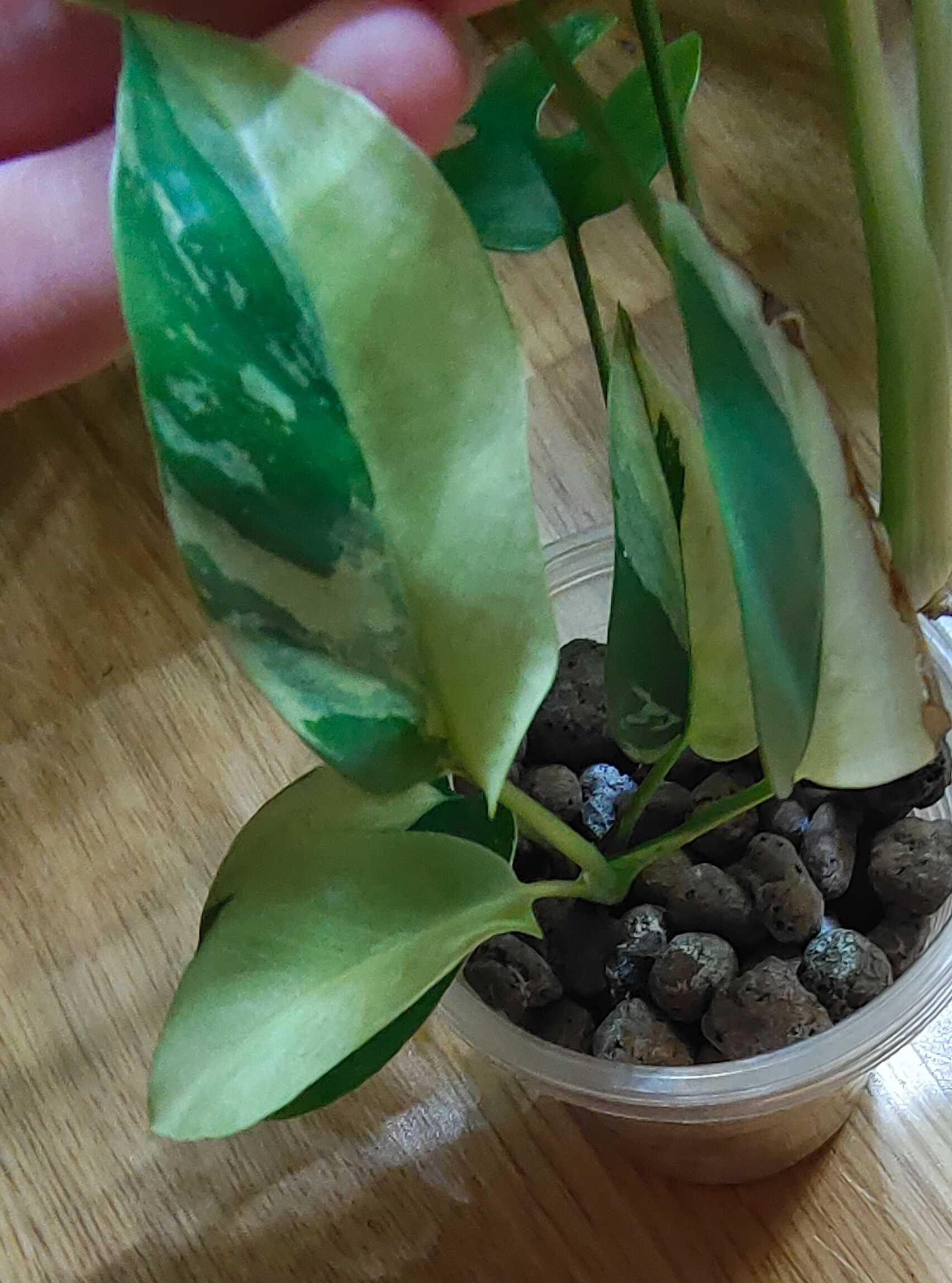 Raphidophora tetrasperma variegata