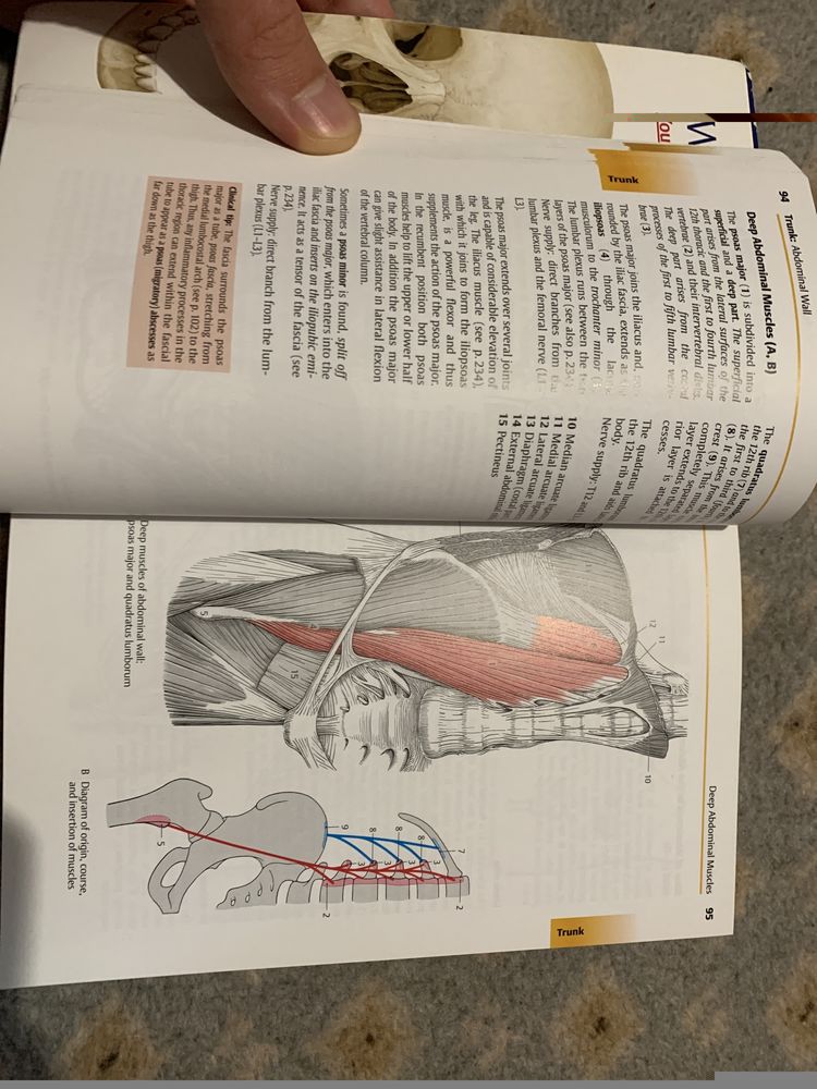 Color atlas of Human antomy - Locomotor System gilroy thieme