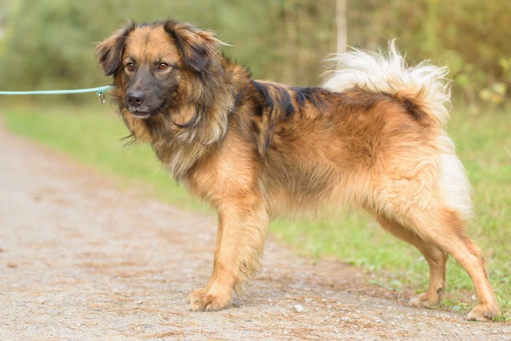 Dollito: przebojowy młodziak