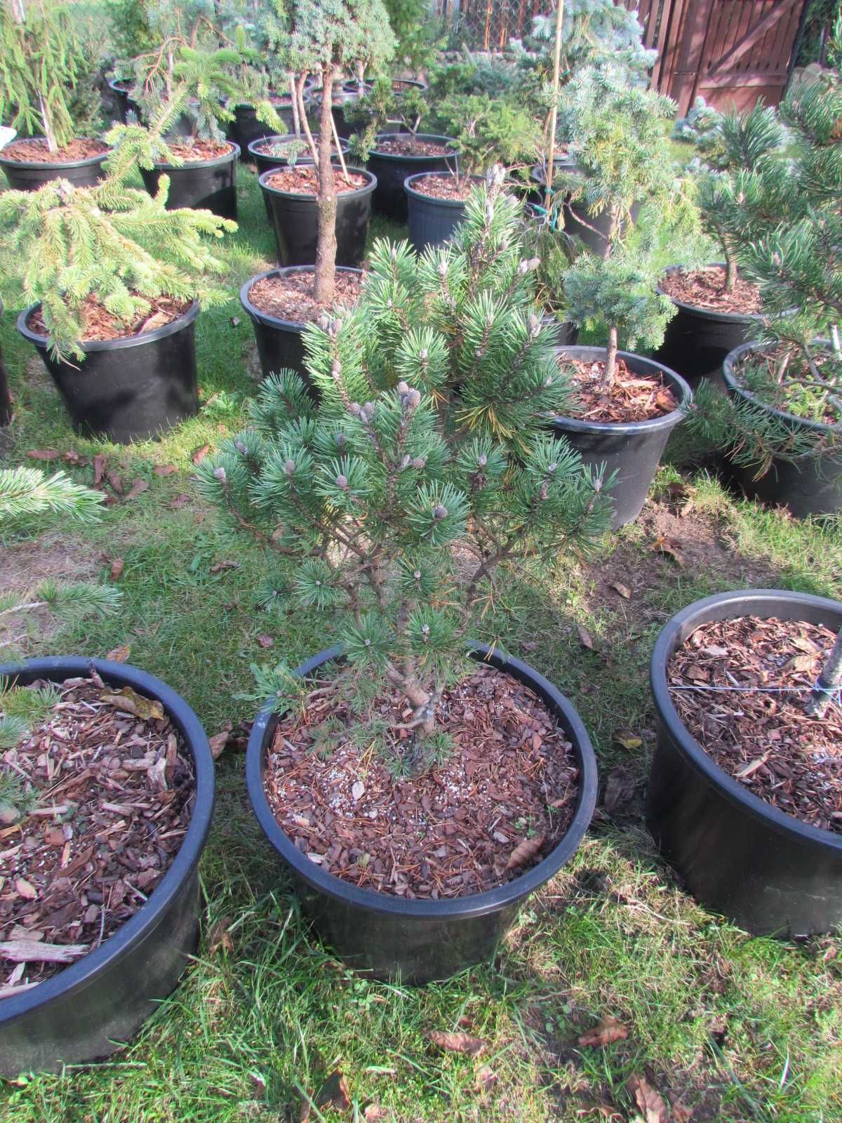 Bonsai,niwaki,pendula ,fastigiata,taras,balkon,solitier