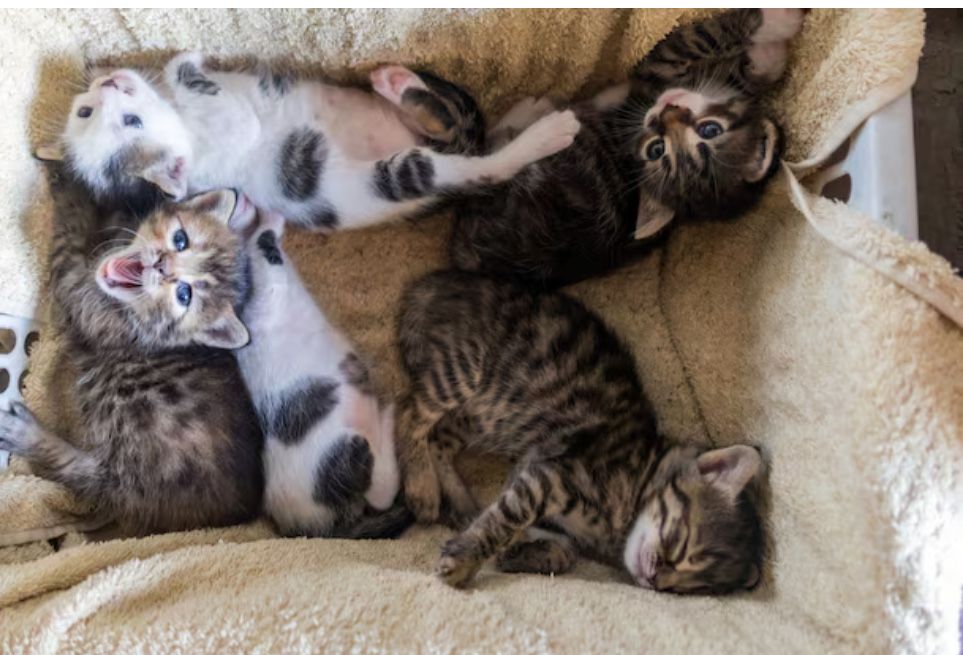 Gatos para adocao zona do porto