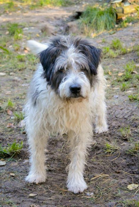 Oddam za darmo, do adopcji- Uroczy Maciuś szuka domu