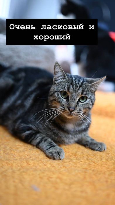 Котик Тимофей из приюта бесплатно