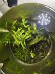 Mix plantas para aquario