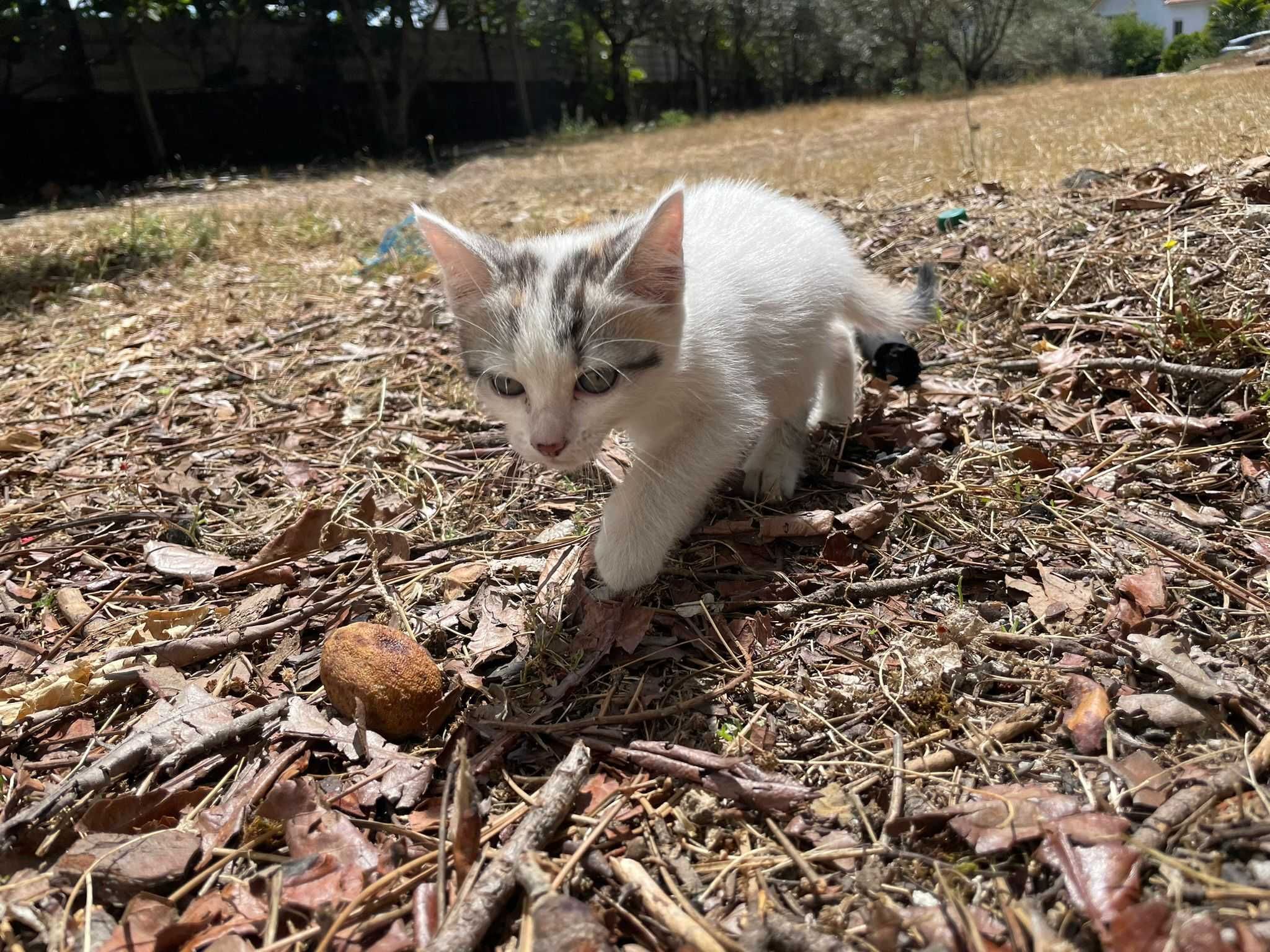 Gatinhos para adoção responsável