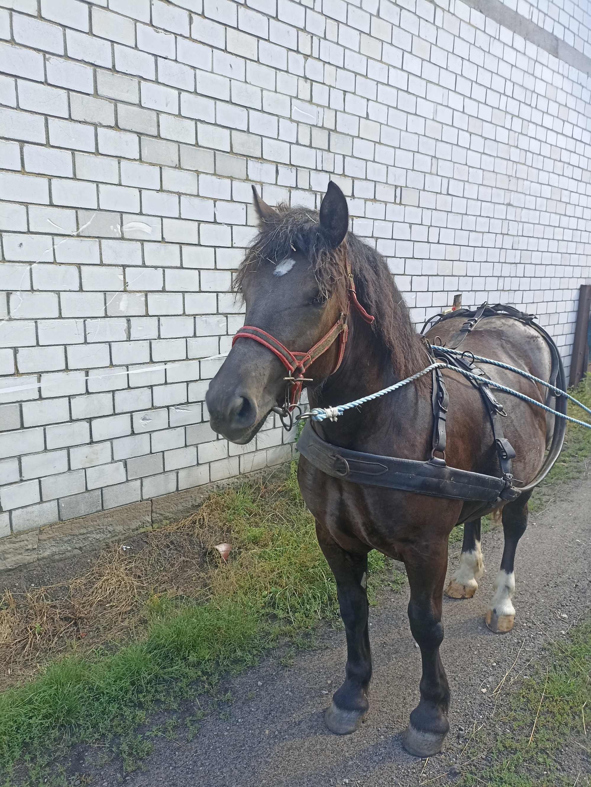 Źrebówka, 16 miesięcy