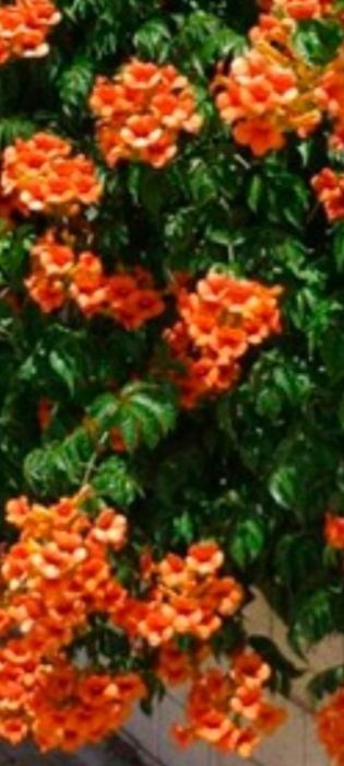 Хаутюнія кампсис ліана Гортензія  хоста бадан заячі вушка аконіт м'ята