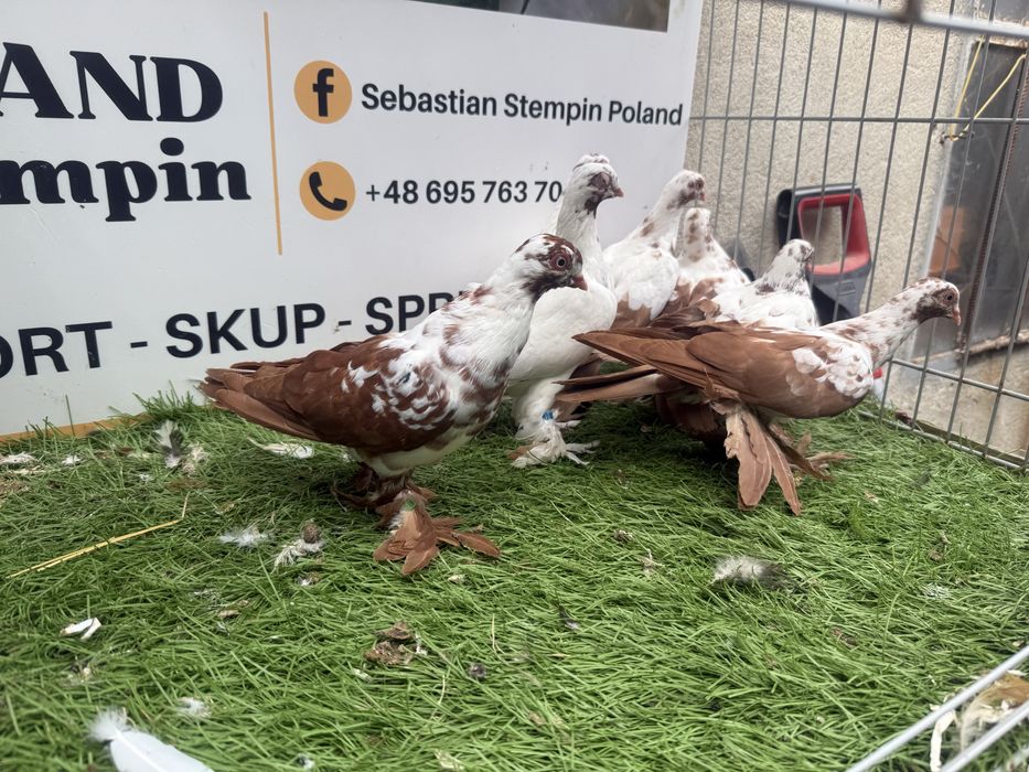 Gołębie.  Wiedyny. Wiedym. Motyle. Możliwy transport