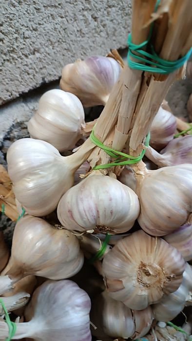 Czosnek Harnaś wiązki 6 i 6,5 cm