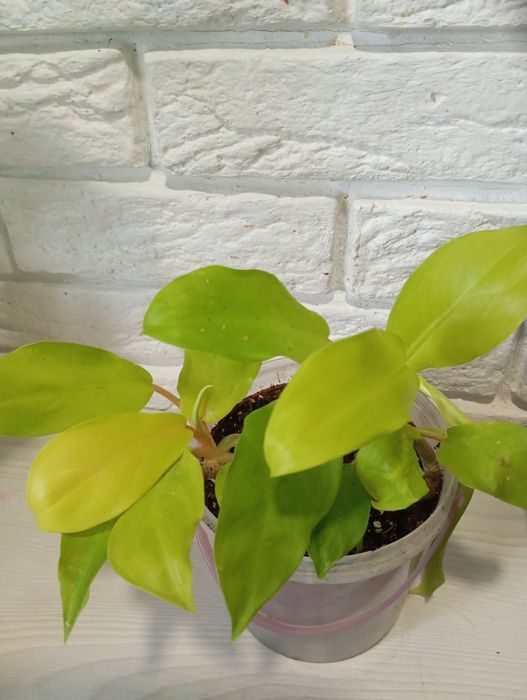 Продаж кімнатних рослин