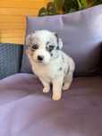 Suczka Border Collie BLUE MERLE