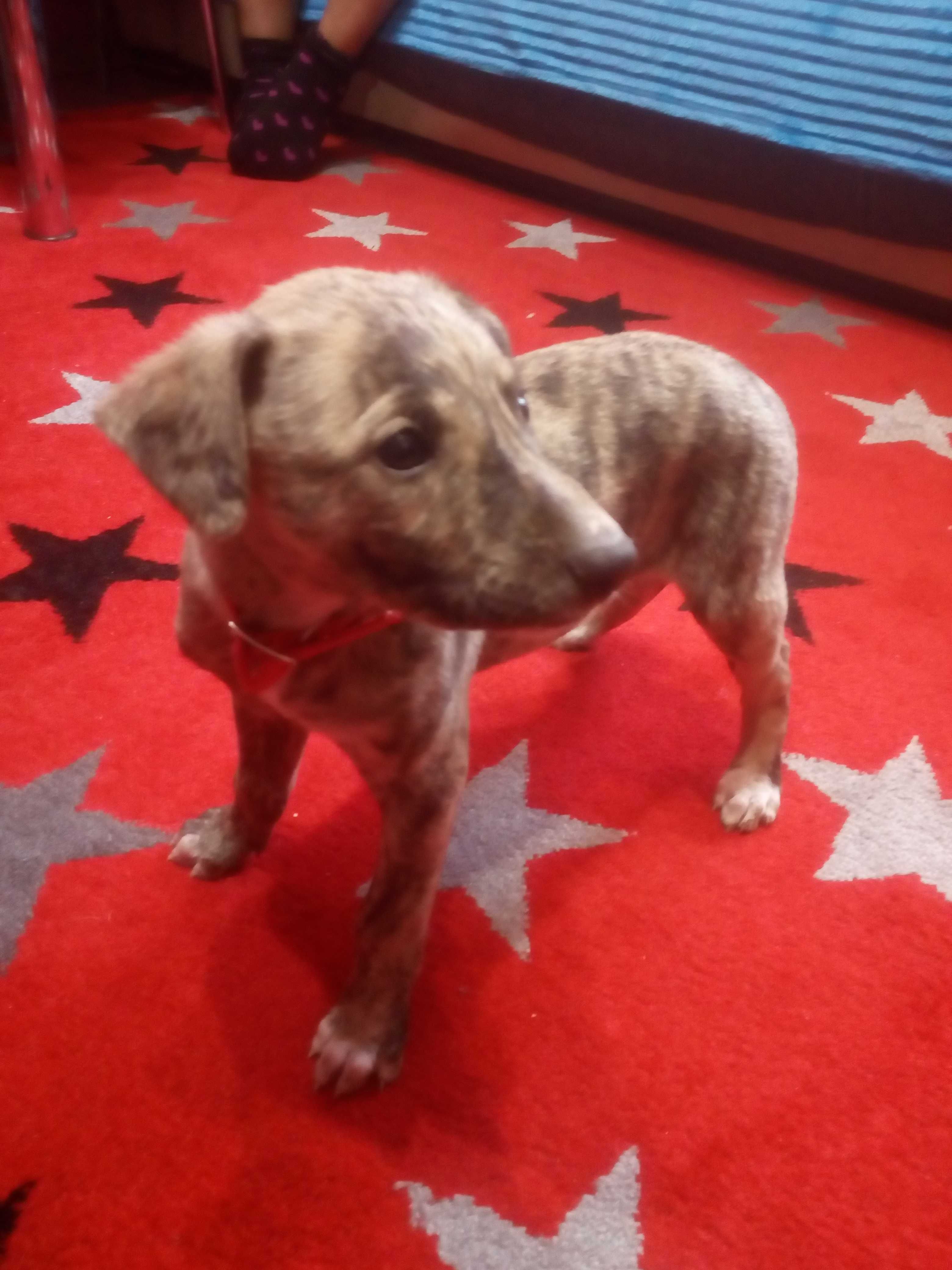 Chart Angielski Whippet.  piesek