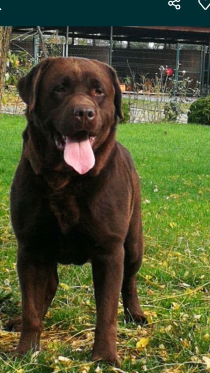 Labrador Retriever czekoladowy  REZERWACJA
