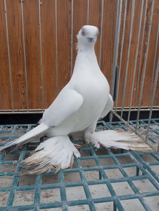 Winer osobisty koroniasty samica ozdobna