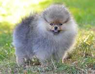 Piesek pomeranian FCI, szczenię szpic miniaturowy ZKwP