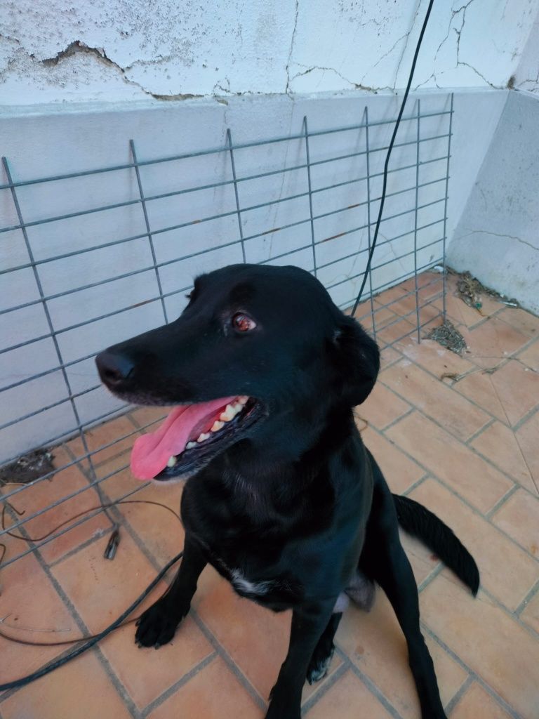 Dá-se cães para adoção responsável