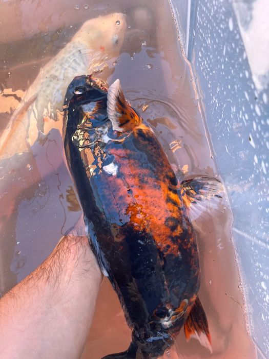 Carpa Koi incrível