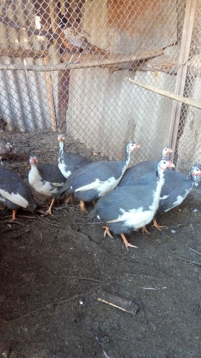 Продам цесарок цесарки