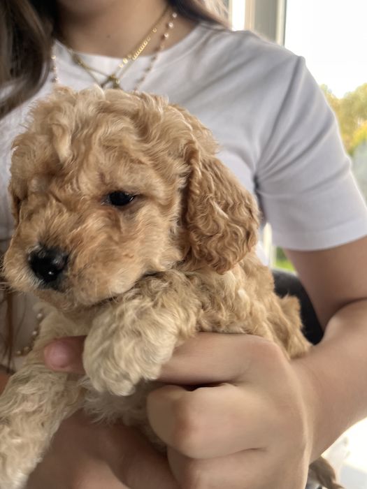 Maltipoo f1b poesek mocny skręt krótkie nóżki