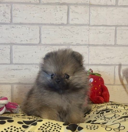 Szpic miniaturowy pomeranian