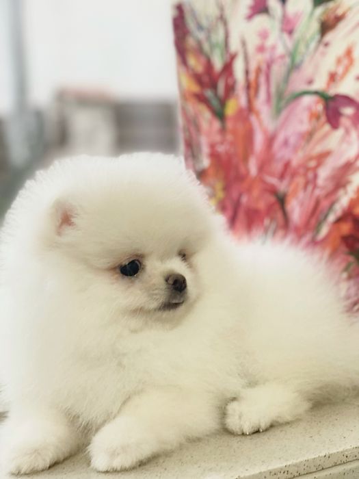 Померанський шпіц хлопчик