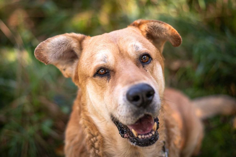 Ryan – spokojny, przyjazny pies w typie labradora szuka domu