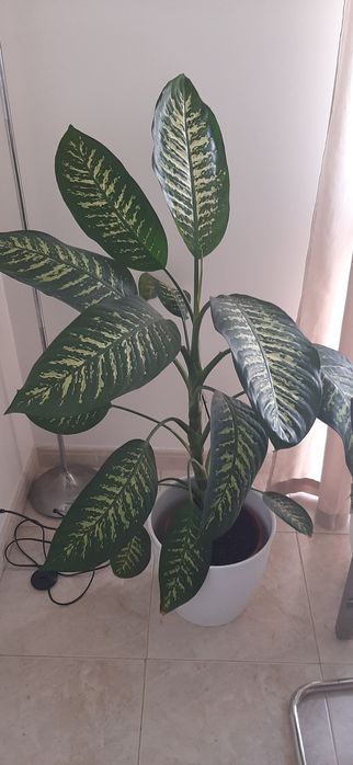 Vendo flor comigo-ninguém-pode