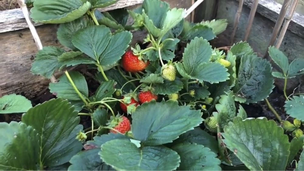 Truskawki sadzonki 50 sztuk