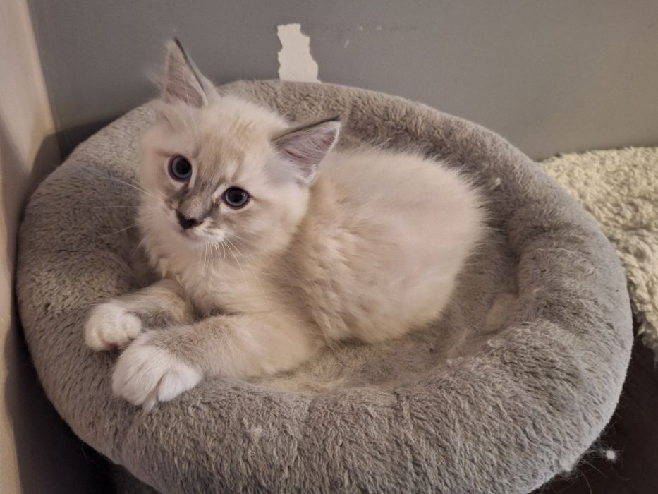 Ragdoll- chłopczyk blue point mitted lynx
