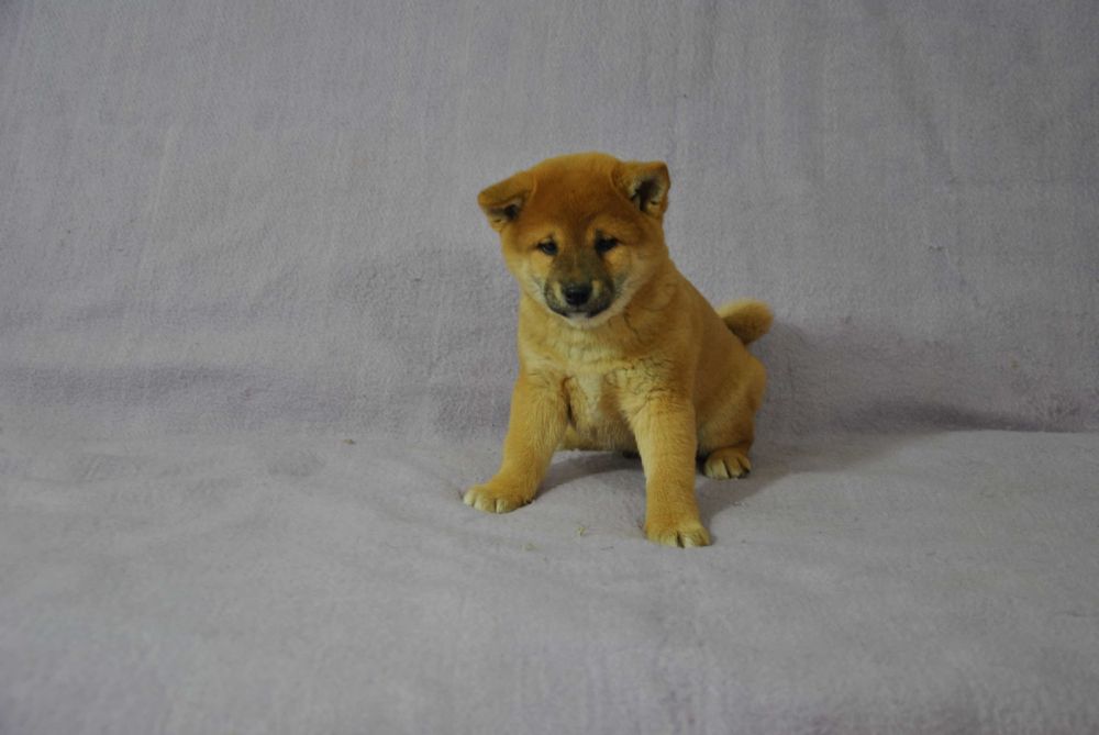 Shiba inu piesek