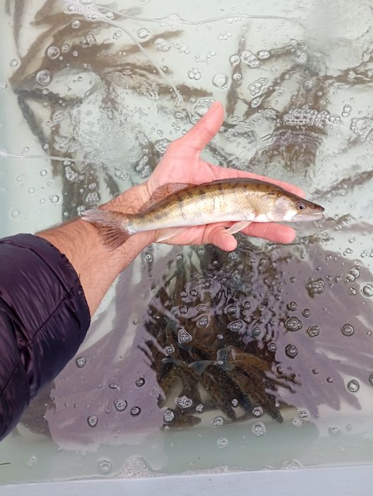 Leszcz 30 cm . Sandacz , Miętus , Szczupak .