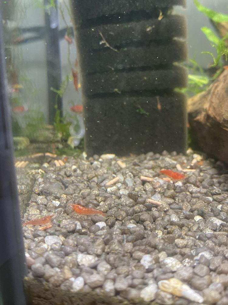 Krewetki red cherry