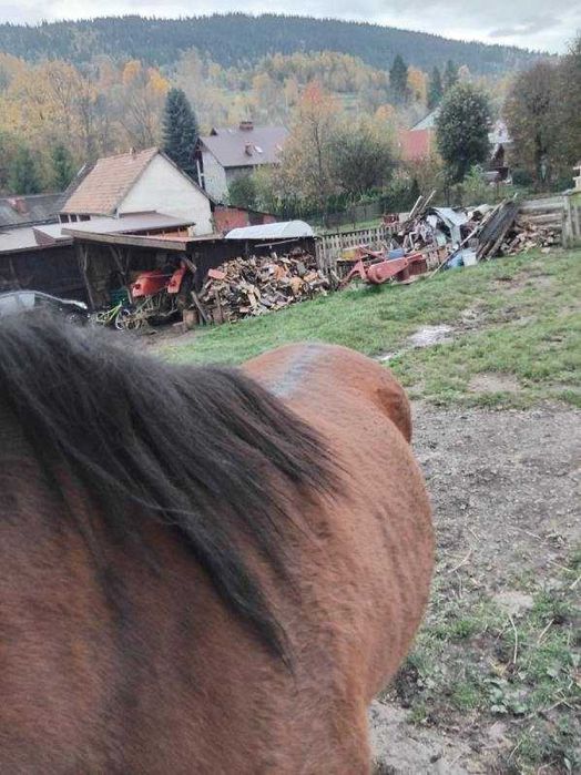 Sprzedam klacz bez pp