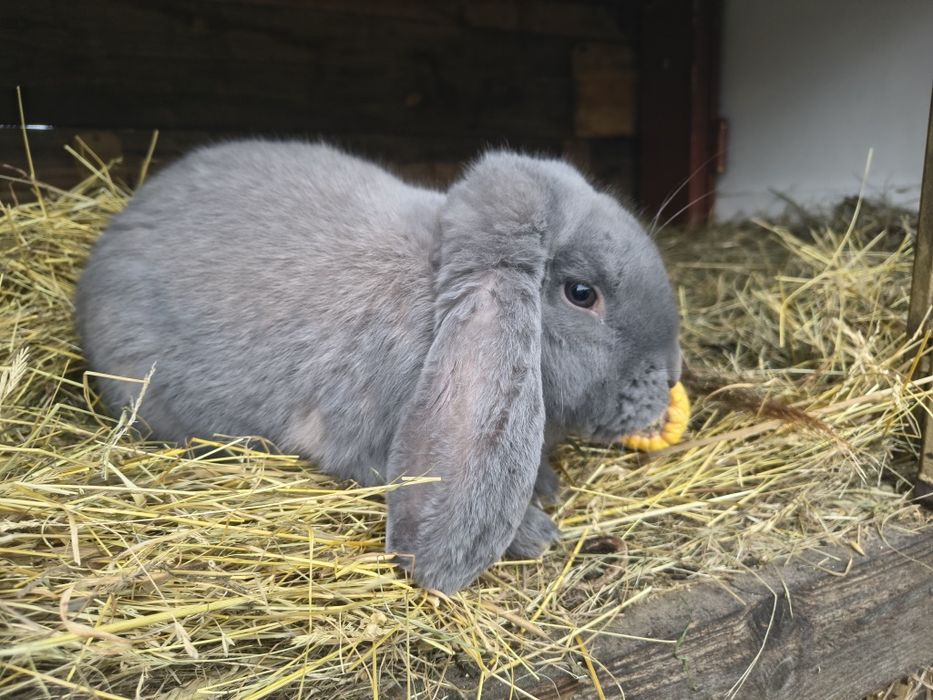 Samiec baran francuski