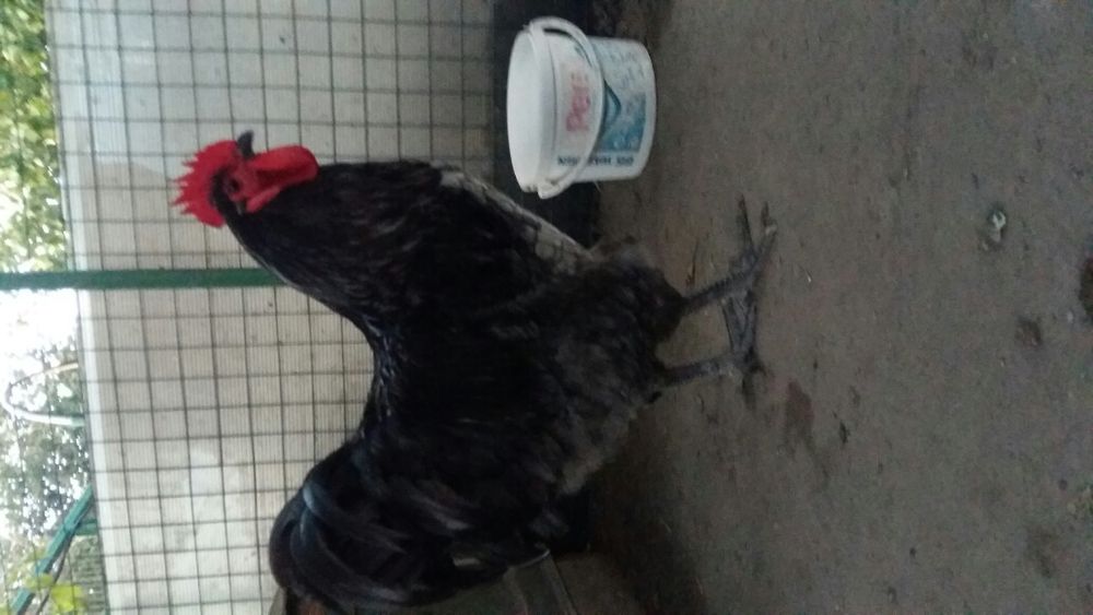 Куры джерсийский гигант . Инкубационное яйцо .Курочки