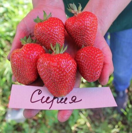 Саженци промышленных сортов смородины