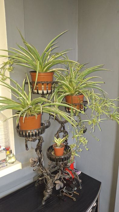 Квіти, зимовий перець