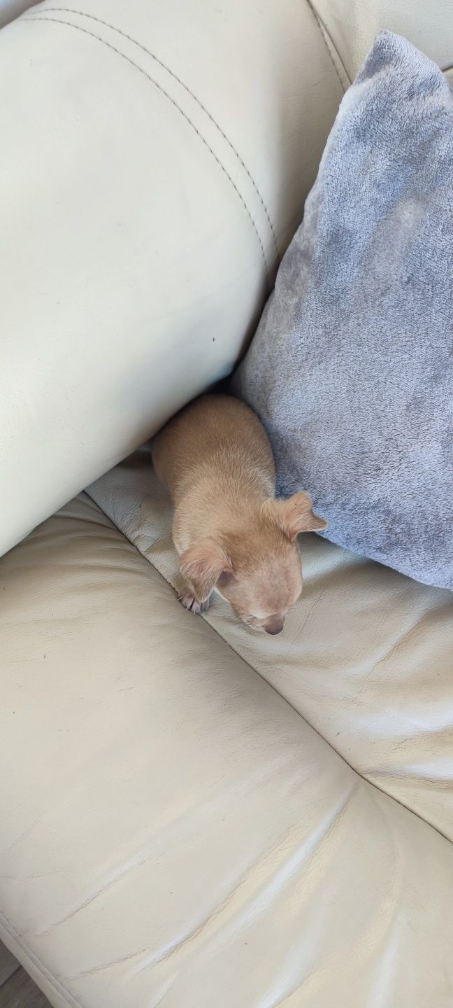 Chihuahua bege de pêlo curto (macho)