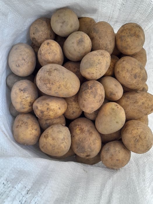 Ziemniaki odmiana Gala