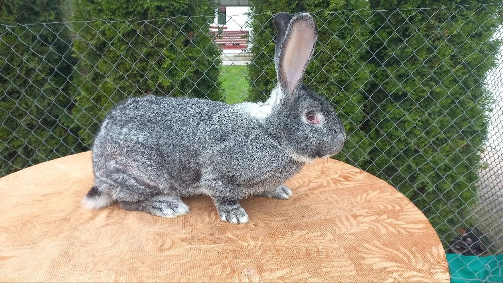 Самці породи шиншила