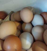 Ovos caseiros de galinhas  criadas ao livre