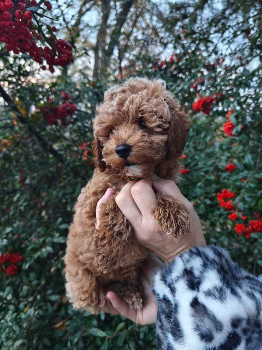 Мальтипу цуценята