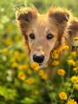 Colin – spokojny przyjaciel po przejściach. Adopcja