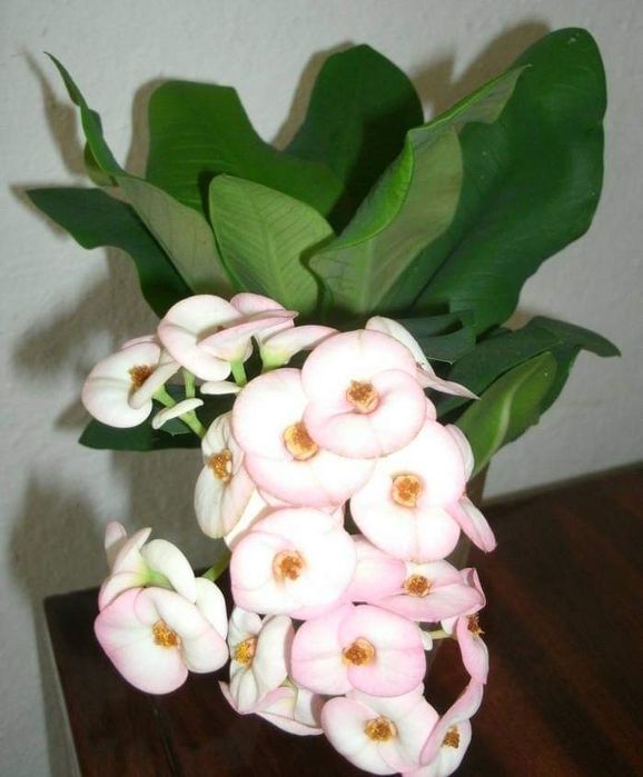 Молочай Міля сортовий великоквітковий