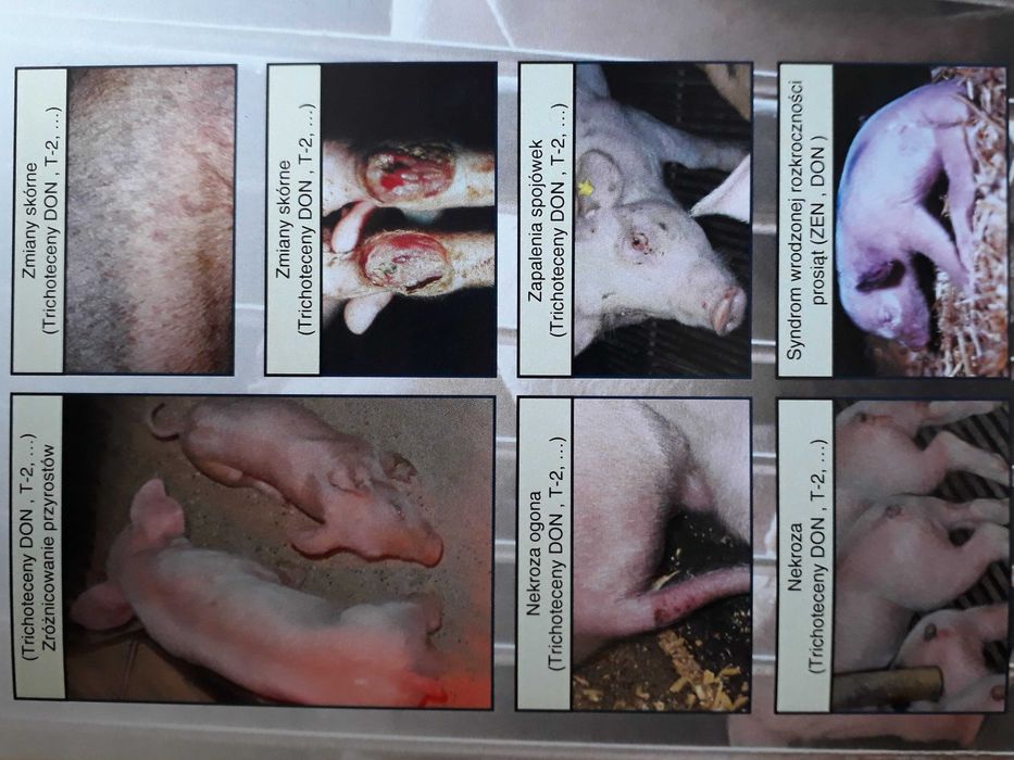 Mycofix Select 3E preparat na mykotoksyny mikotoksyny w paszach 25kg