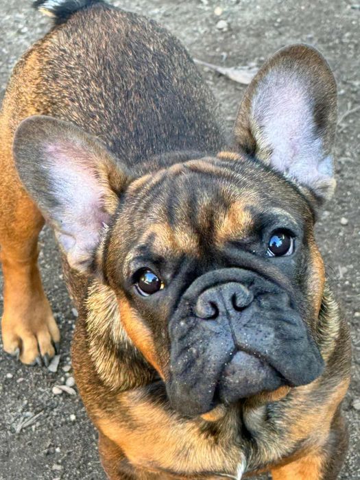 Bulldog Francês fawn