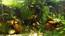 Peixes fim de hobby