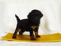 Piesek Pudel TOY UCI/FCI Black&tan Phantom Czarny podpalany champion