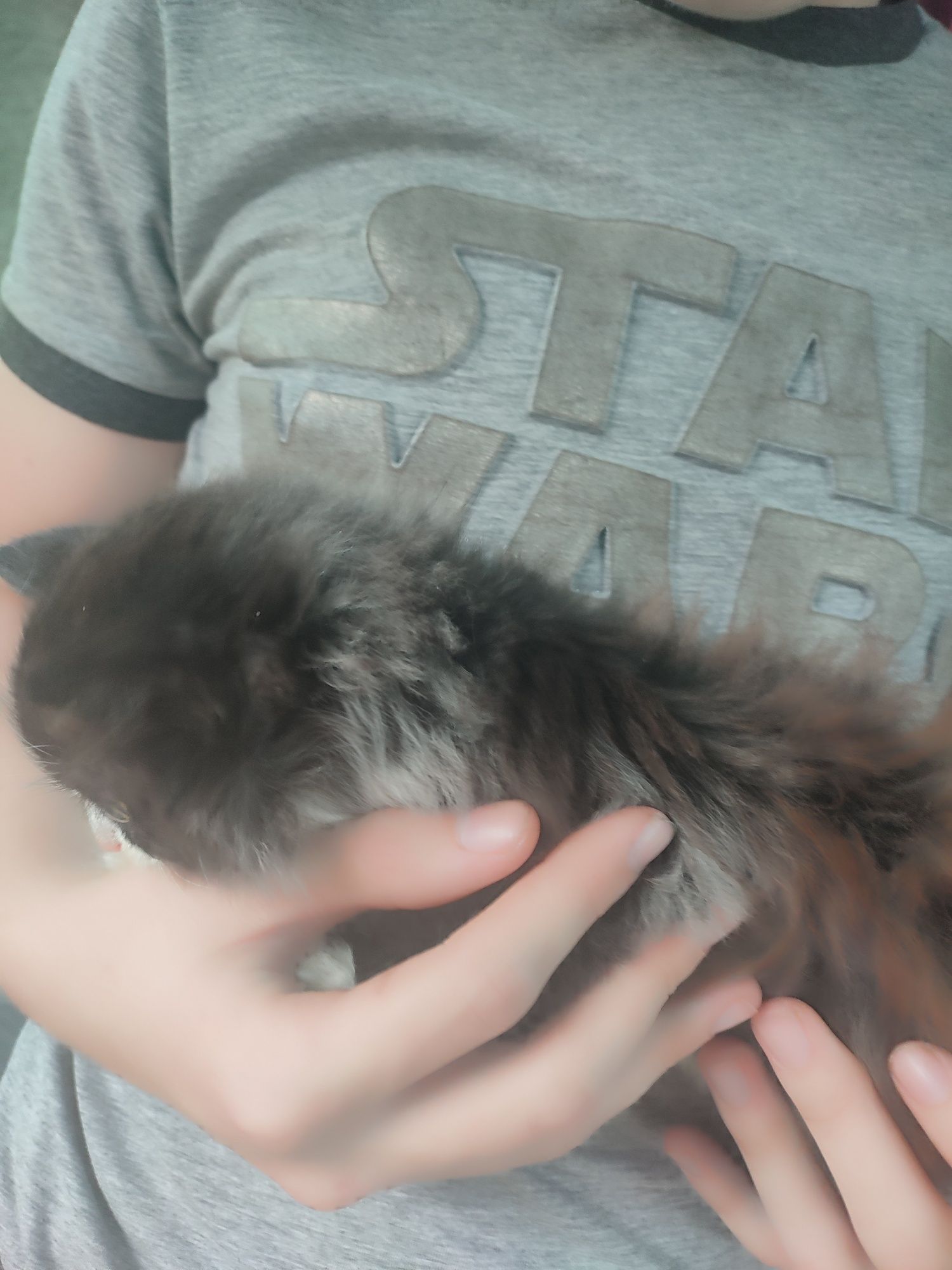 Котята пушистые бесплатно, кот кошка