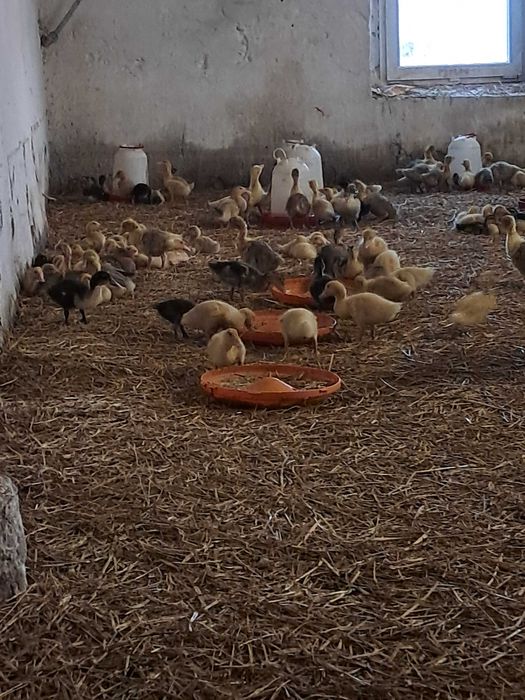 Kury kaczki gesi perliczki